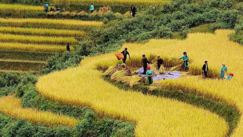 Mùa gặt ở Hồ Thầu
